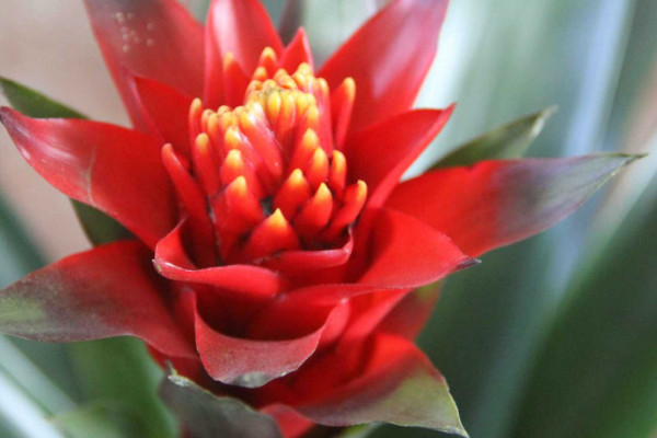 鴻運(yùn)當(dāng)頭老株發(fā)幾次芽