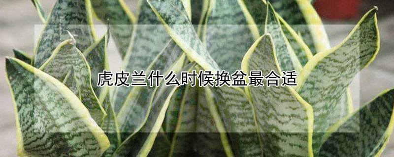 虎皮蘭什么時(shí)候換盆最合適