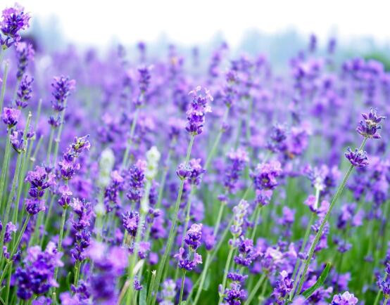 薰衣草的花語(yǔ)是什么，代表著心心相印、愛情的等待