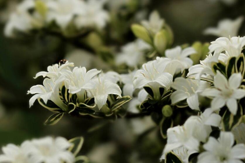 六月雪樹葉發(fā)黑怎么辦，找清原因及時(shí)救治（三種原因及解決方法）