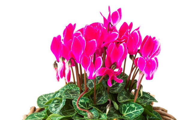 仙客來(lái)的花越來(lái)越小是什么回事