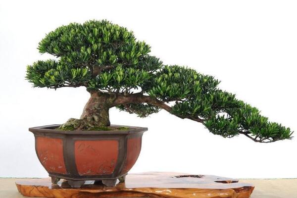 日本羅漢松的養(yǎng)殖方法，四個(gè)要點(diǎn)教你養(yǎng)日本羅漢松