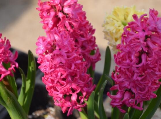 風信子葉子太長立不住是怎么回事，教你常見三種原因以及解決方法