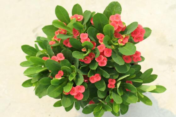 虎刺梅怎么修剪，適當修剪可以促進分枝、延長花期