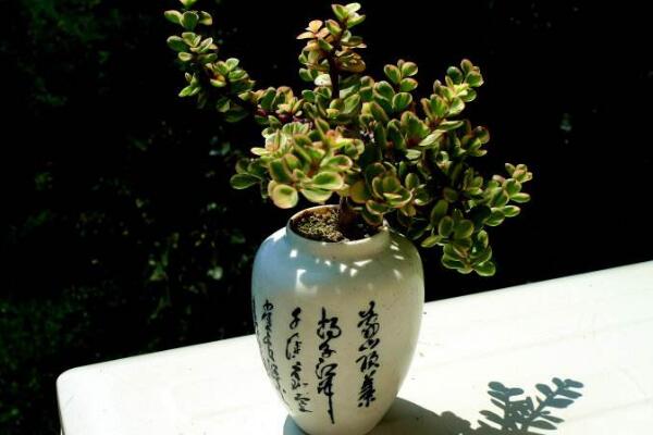 雅樂之舞可以水培嗎，水培日常管理更加方便