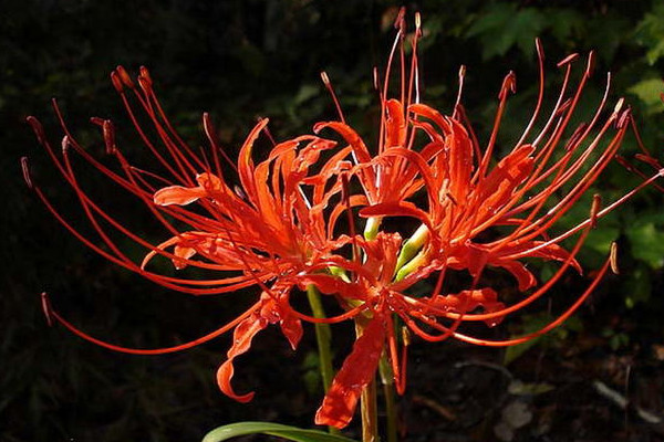 彼岸花是什么季節(jié)開的