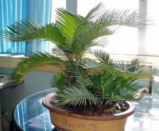 鐵樹為什么不能養(yǎng)單棵，鐵樹放在哪里風(fēng)水最好