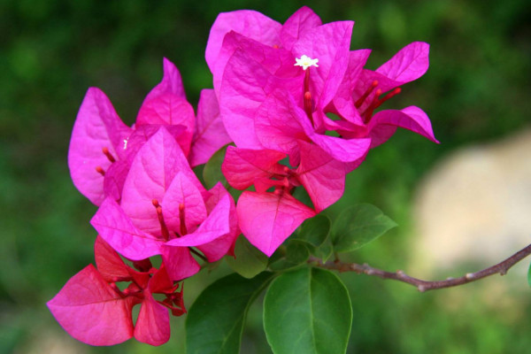 盆栽三角梅的養(yǎng)殖方法和注意事項