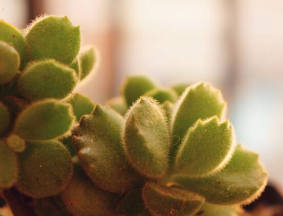 熊童子怎么養(yǎng)才能肥，主要做好四個要點即可