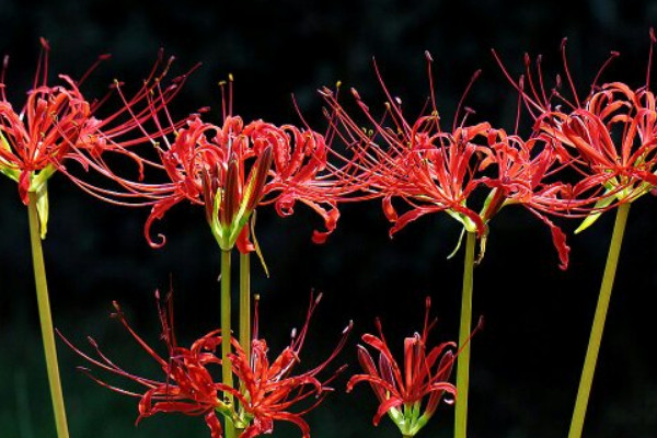 怎樣促進(jìn)彼岸花開花