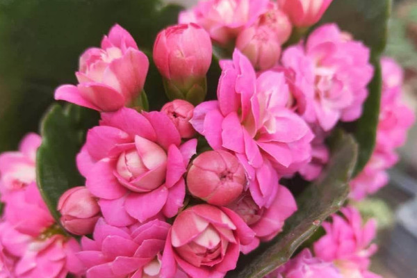 長壽花葉子發(fā)白是什么原因