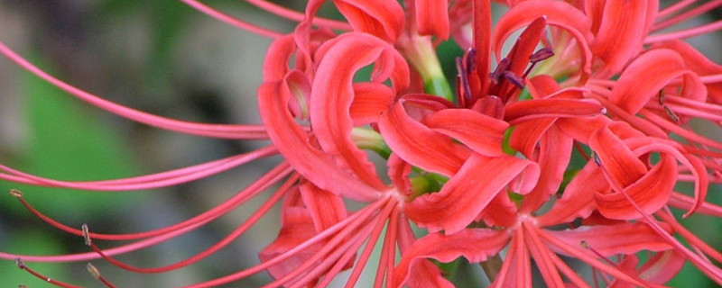 彼岸花的花期是什么時候