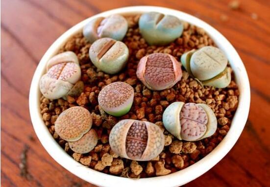 生石花用什么盆好，陶盆、泥瓦盆、紫砂盆任選其一(深盆)