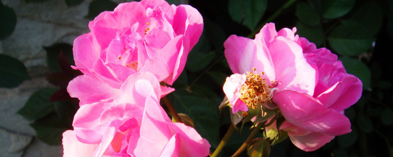 薔薇花幾年能爬滿(mǎn)墻