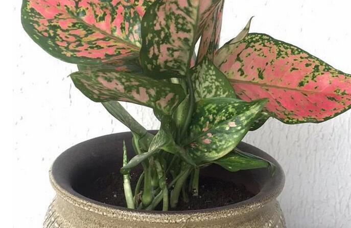 彩葉萬(wàn)年青有毒嗎，汁液和莖部組織液有毒