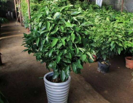 平安樹適合放客廳嗎，凈化空氣、招財生旺