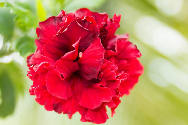 芙蓉花小苗怎么養(yǎng)護(hù)