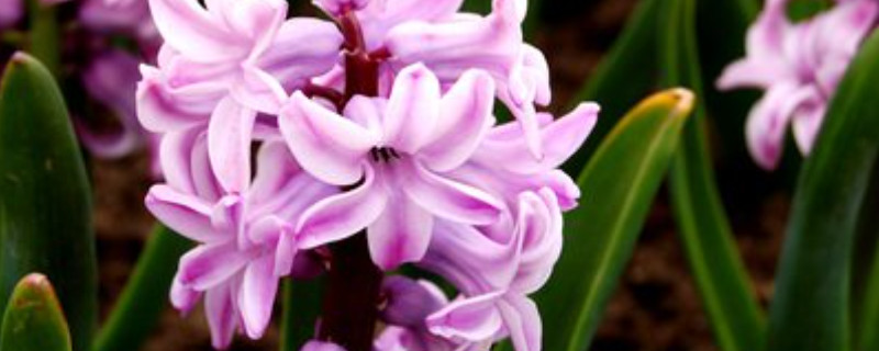 風(fēng)信子是花嗎