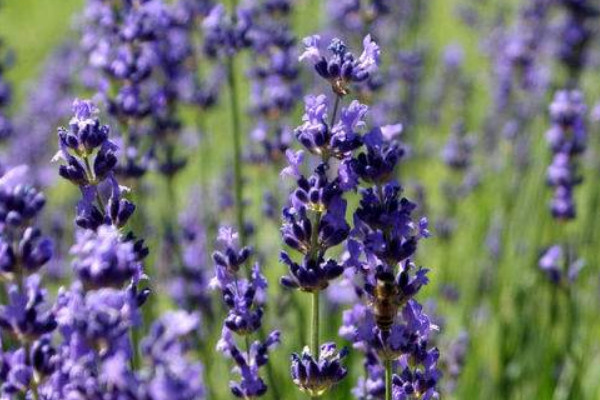 薰衣草怎么養(yǎng)