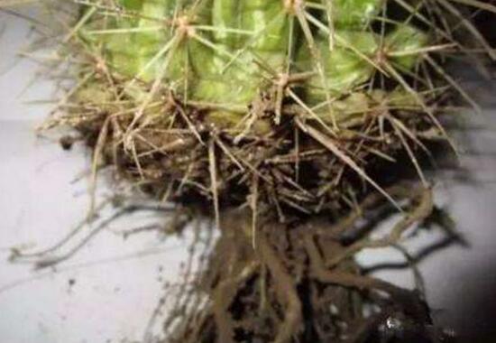 仙人掌爛根原因，仙人掌爛根怎么辦/重新栽培