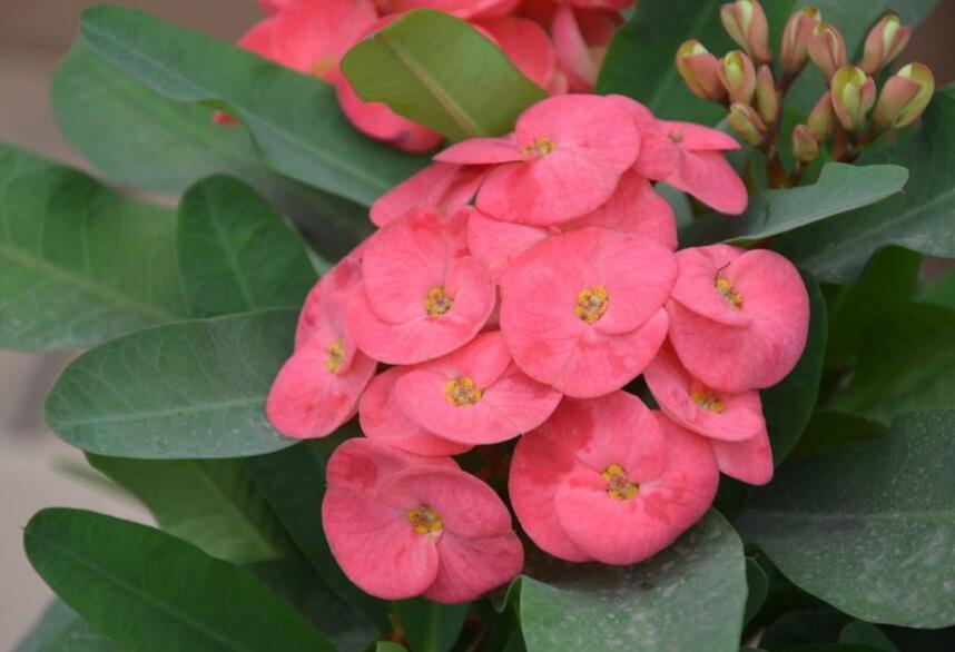 虎刺梅花期，養(yǎng)的好一年四季都可以開花