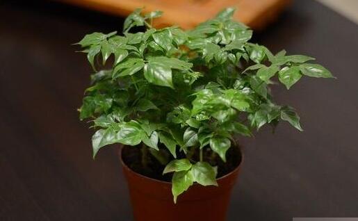 幸福樹的養(yǎng)護(hù)，栽種土壤和水份的施加都要注意