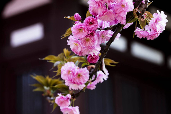 櫻花移栽的注意事項(xiàng)