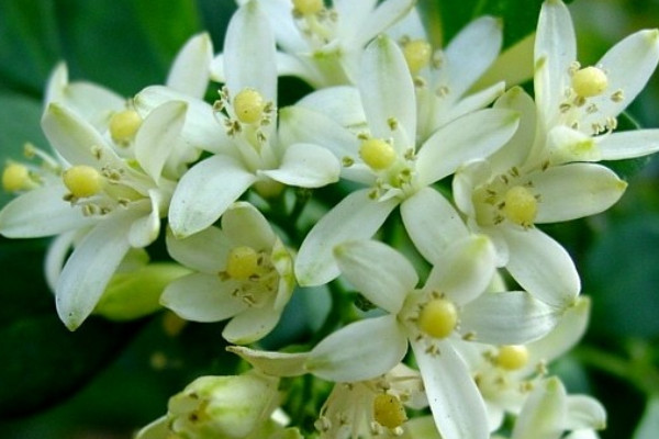 九里香為什么不結(jié)果