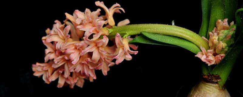 風(fēng)信子水培多久長根