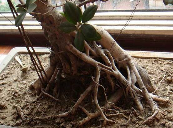 榕樹的品種，盤點榕樹八大品種