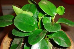 碧玉施什么肥好，碧玉的施肥方法