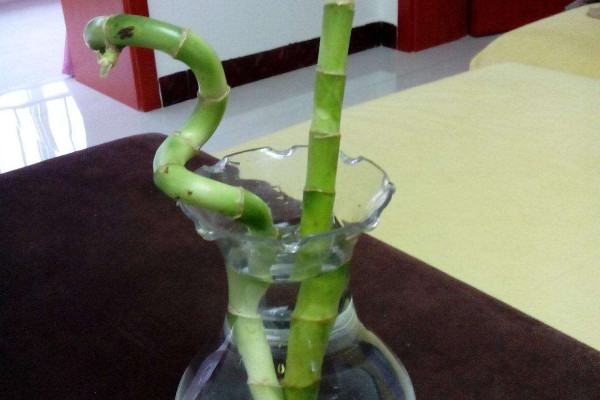 水培轉(zhuǎn)運(yùn)竹發(fā)黃怎么辦