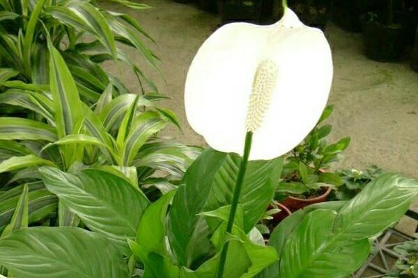 一帆風順花有毒嗎，室內養(yǎng)殖要注意（花沒毒汁液有毒）