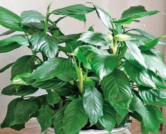 萬(wàn)年青開花代表什么，富貴吉祥,健康長(zhǎng)壽