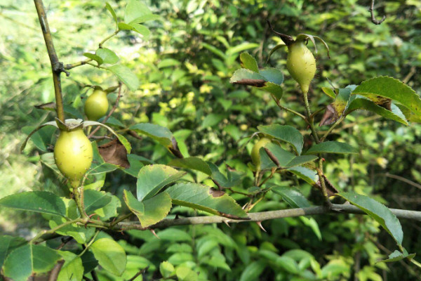 金櫻子開(kāi)什么樣的花