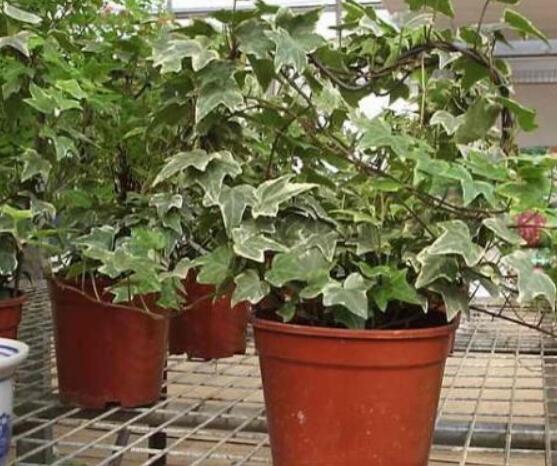 怎樣讓常春藤長得快，教你六個要點(diǎn)生長枝繁葉茂