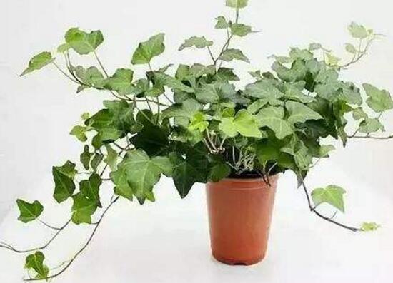 常春藤怎么繁殖，常春藤的扦插方法