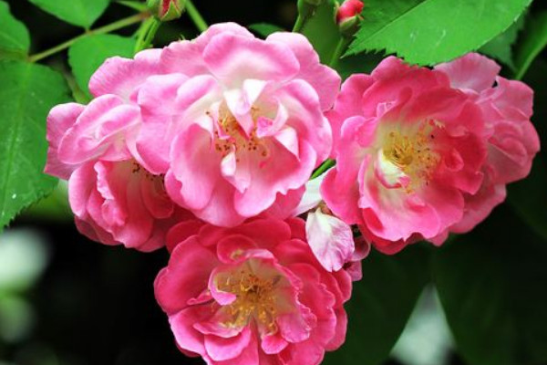 薔薇什么時(shí)候換盆