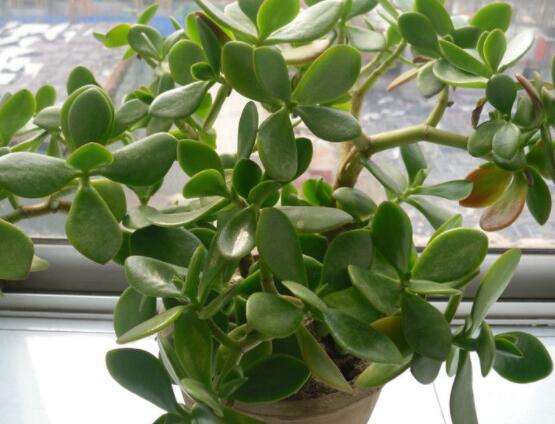 玉樹(shù)如何施肥，做到薄肥勤施原則(春夏秋冬)