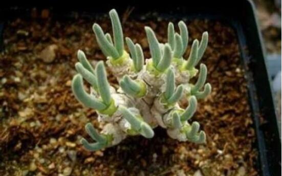 碧光環(huán)怎么種，保持盆土微濕潤/秋季種植存活率高