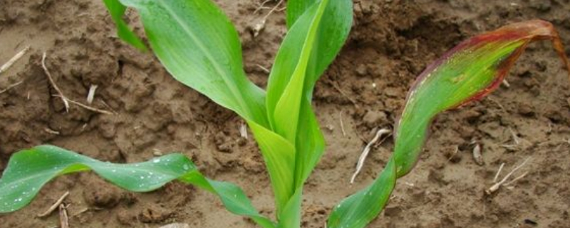 玉米苗發(fā)黃不長(zhǎng)怎么回事
