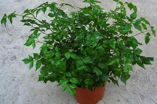 幸福樹開花什么預(yù)兆、寓意著家庭和睦，幸福快樂(吉兆)