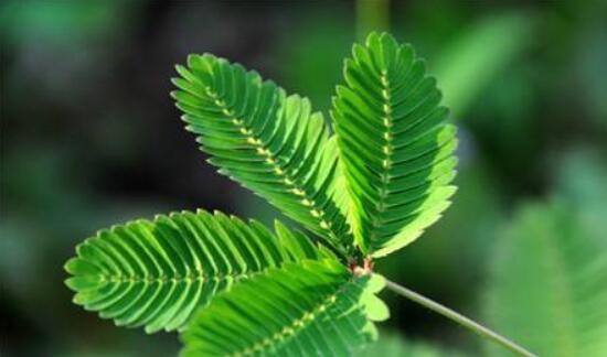 含羞草怎么養(yǎng)護，老農(nóng)總結(jié)五點最實用方法