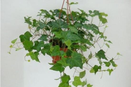 常春藤掉葉子怎么辦，四種原因以及解決辦法