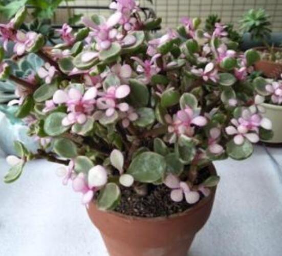 雅樂之舞的扦插技巧，老農(nóng)總結(jié)六個最簡易基本步驟