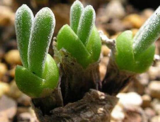 碧光環(huán)多肉怎么養(yǎng)，注意土壤透氣性、控水控溫度