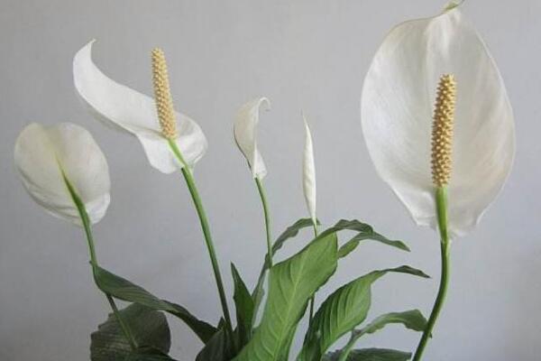 一帆風順怎么不開花，不開花原因以及對策