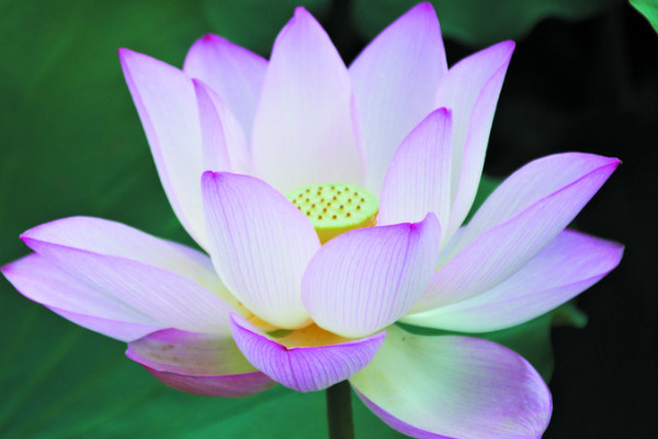 荷花的養(yǎng)殖方法和注意事項