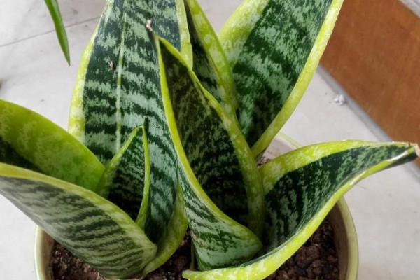 虎皮蘭長的細(xì)怎么辦