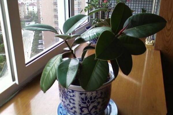 家里養(yǎng)橡皮樹有什么好處，從觀賞、凈化、風(fēng)水三個方面來看
